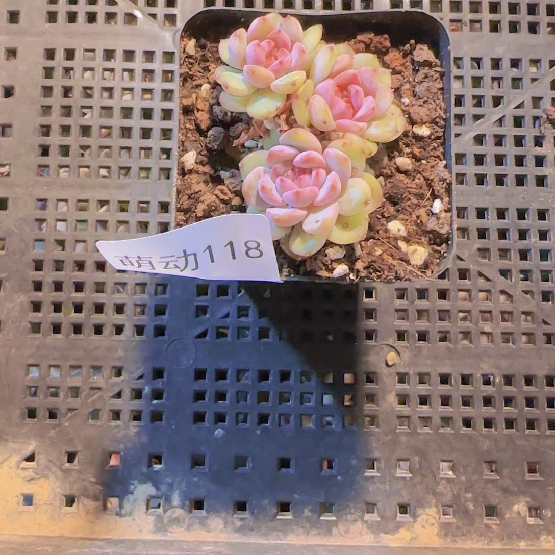 直播一物一拍多肉118