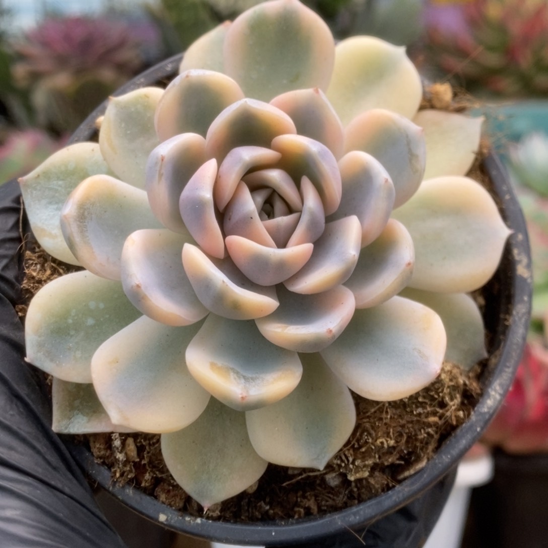 倩049汉堡锦锦锦锦锦锦