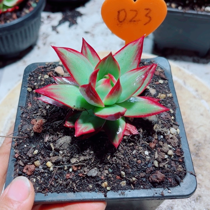 惊鸿仙子多肉植物23