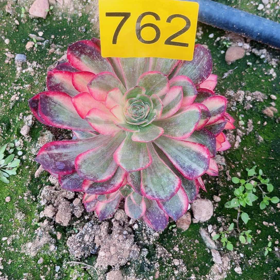 762黑魔锦多肉植物