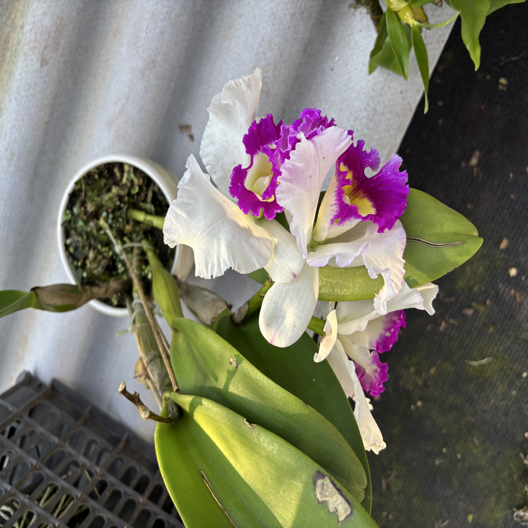 直播间一物一拍兰花