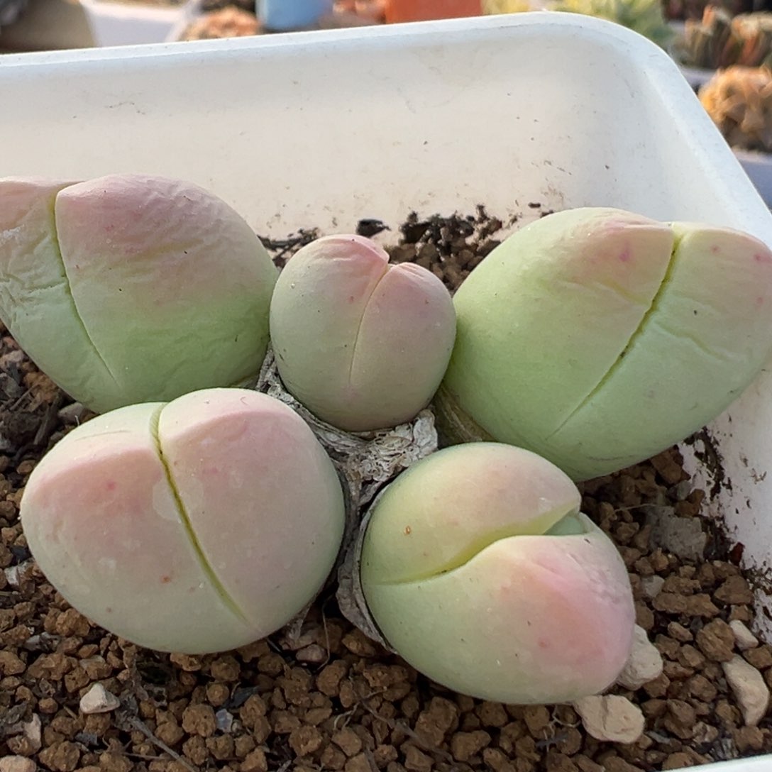 129多肉植物百科银光玉