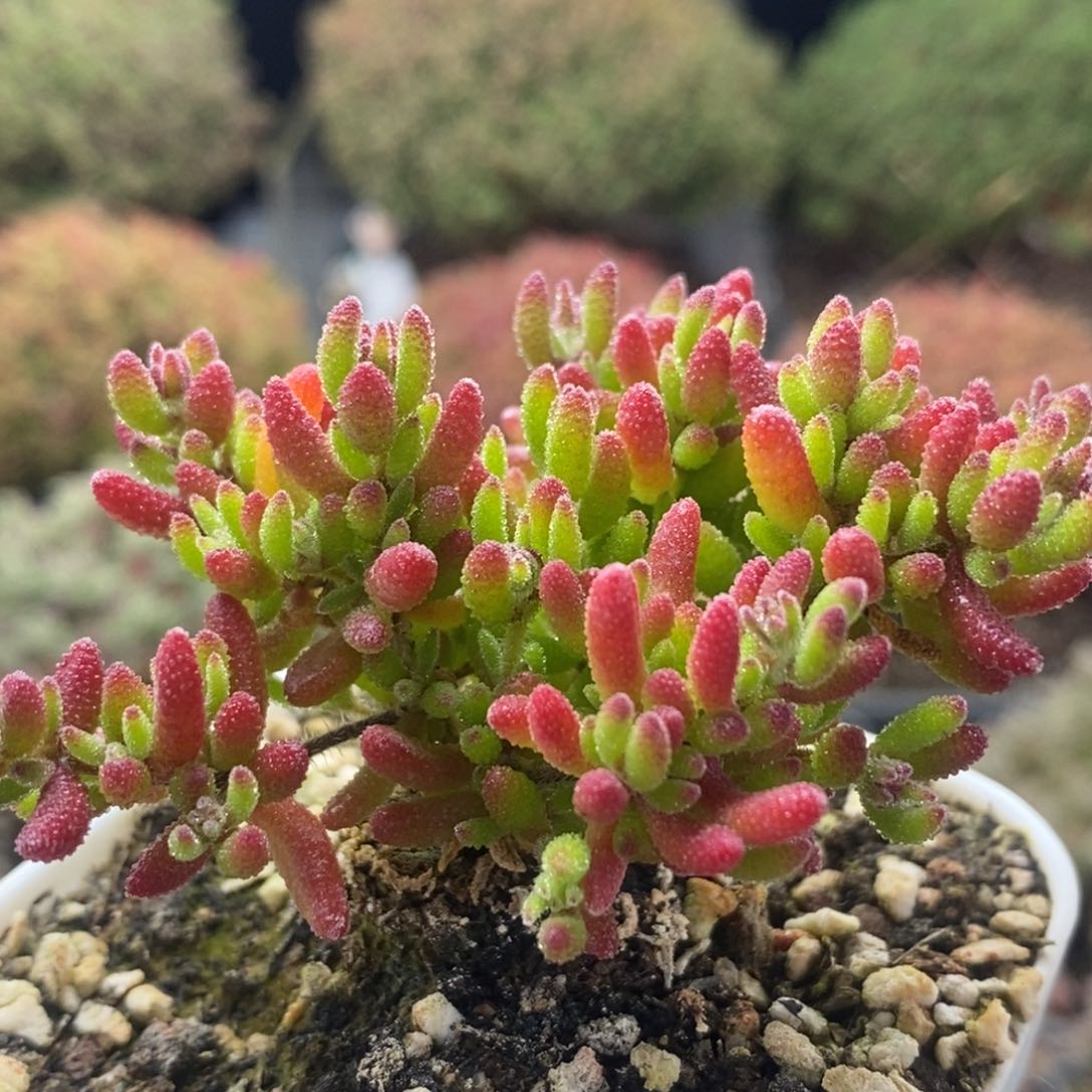 红麒麟7925枝干番杏