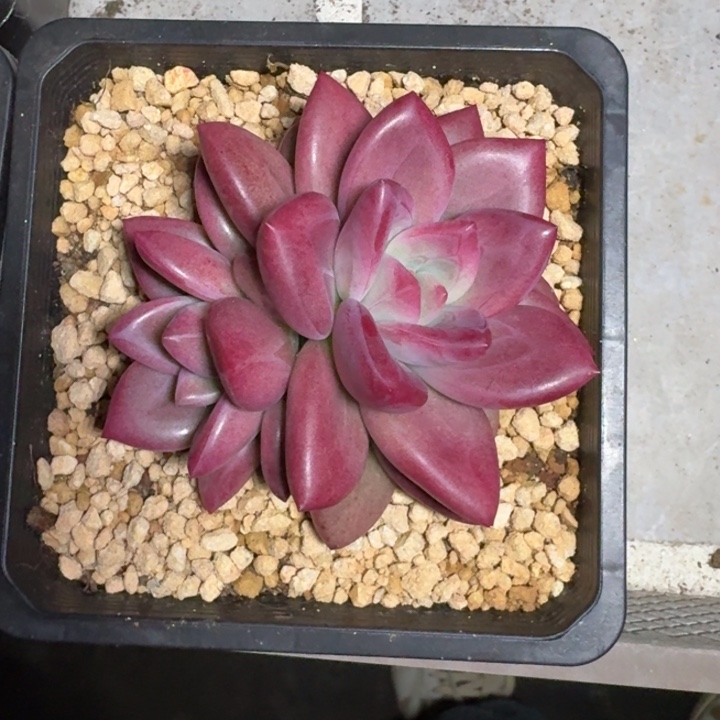 可***了赫菲斯托 双头 一物一拍