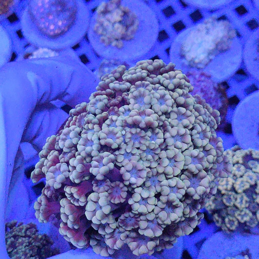 智海珊瑚不支持退货不包邮接受再下单