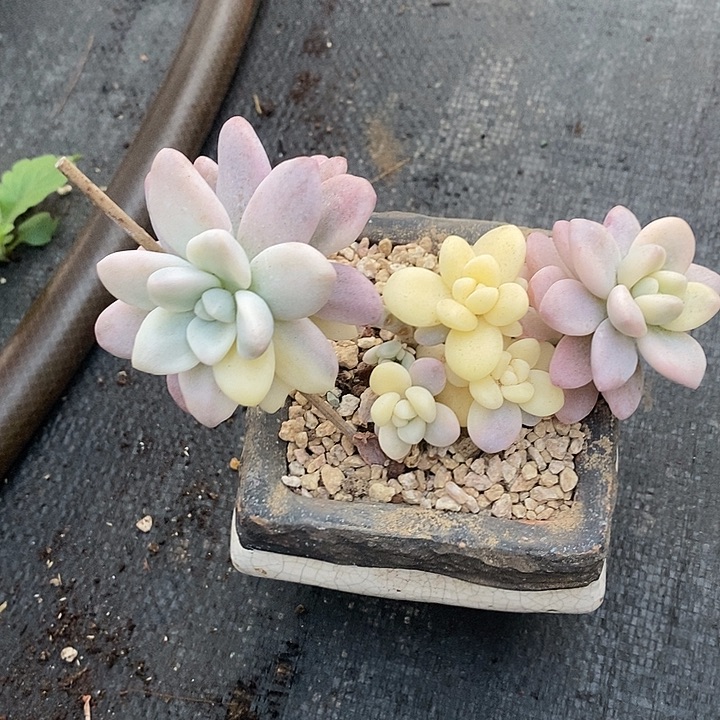 &***&多肉植物肉肉植物肉肉