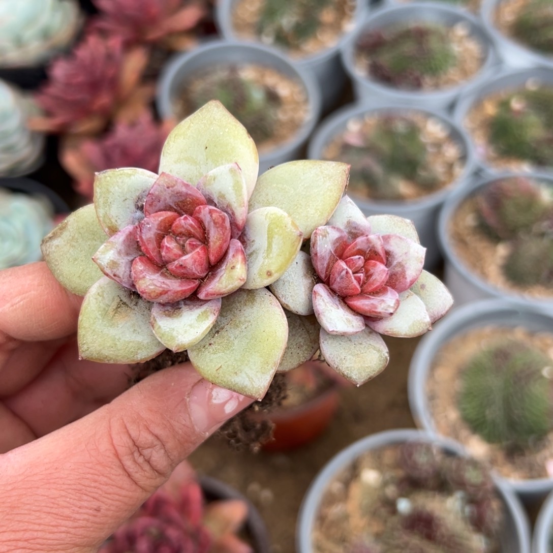 多肉植物多肉植物