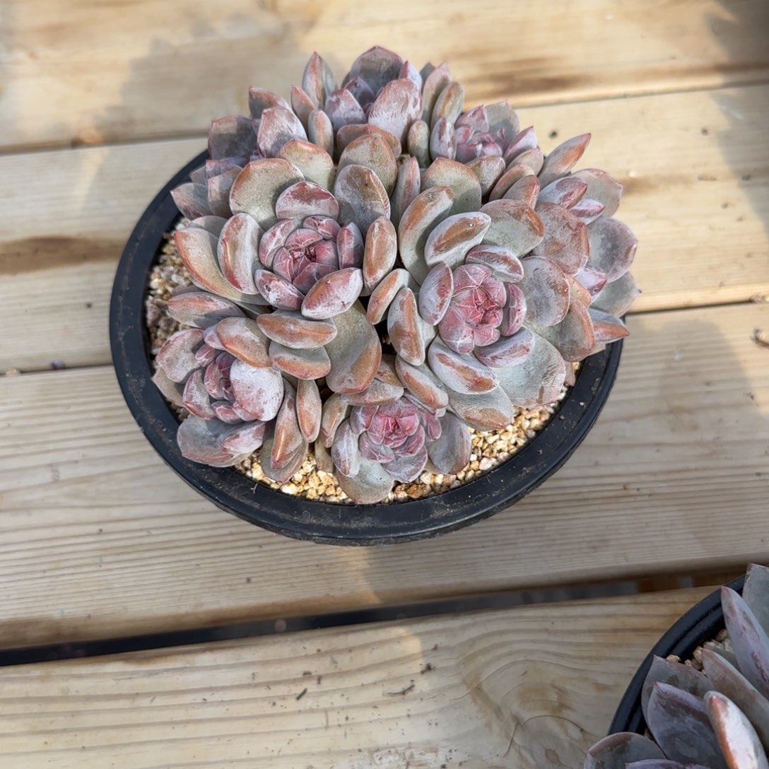 小***姐小莹姐姐突尼斯寄养多肉