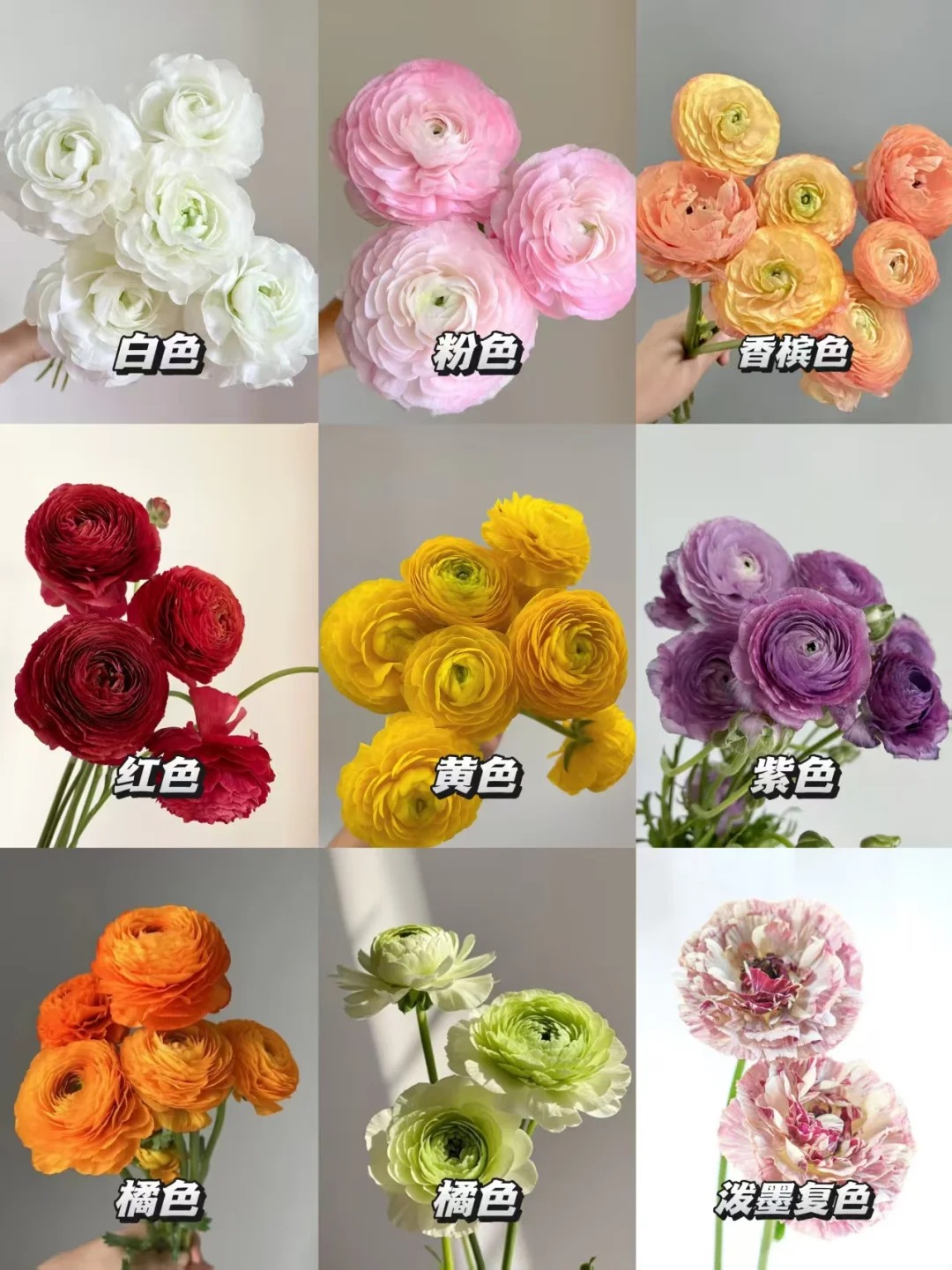 （蔓蔓）不选色洋牡丹3扎20%防损 1单包邮