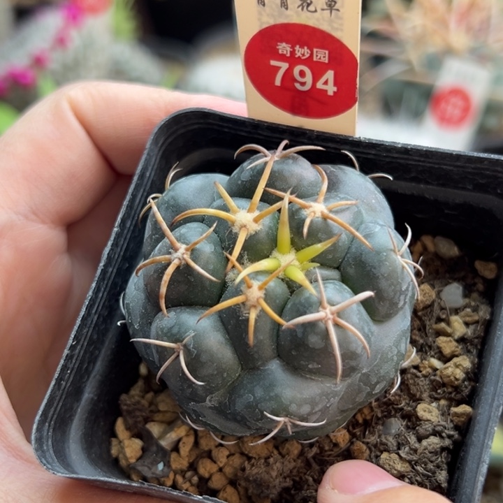 实生豪刺安宅象牙4.9cm