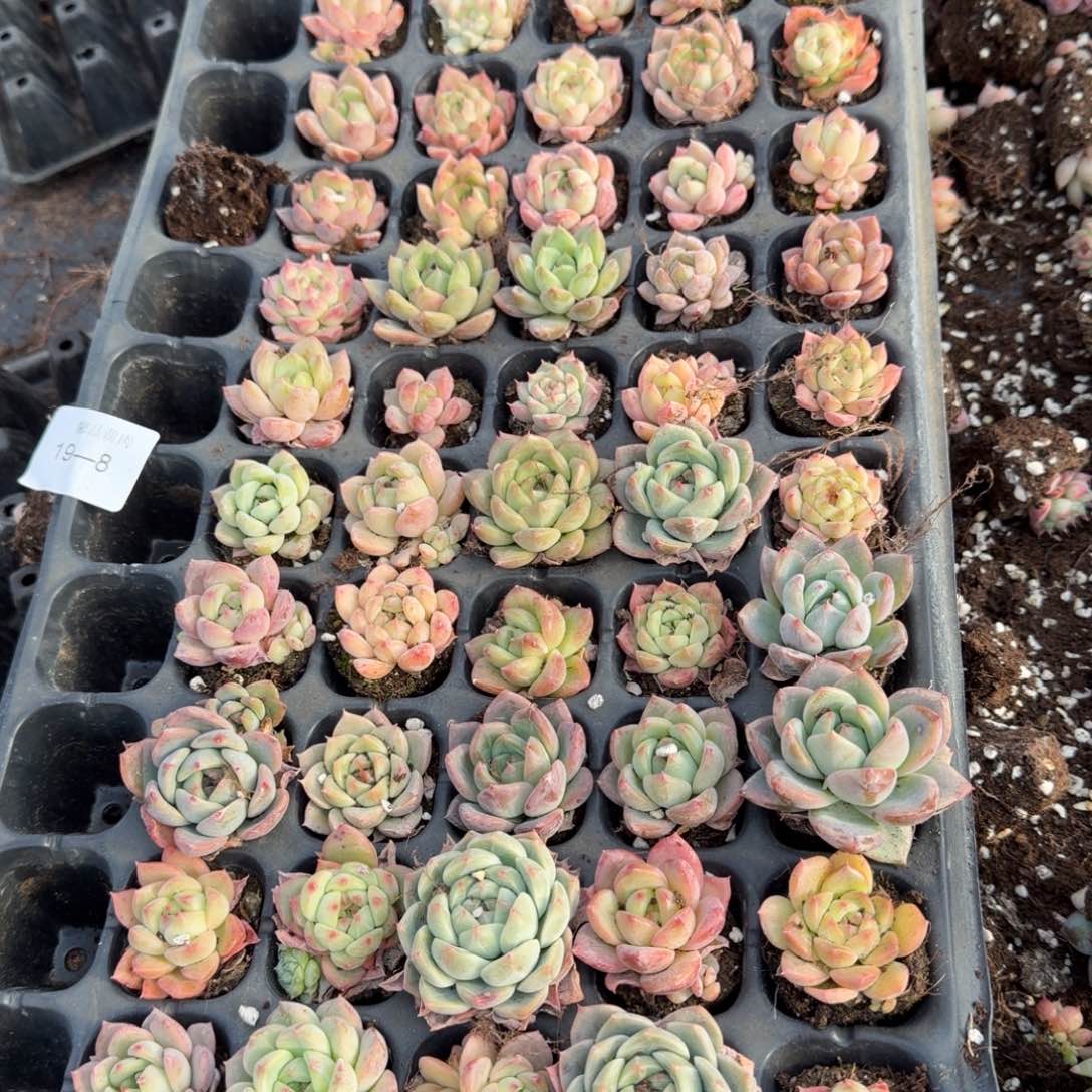 ****ɞ19-8多肉杂交三十颗加二十颗售后量拍左四