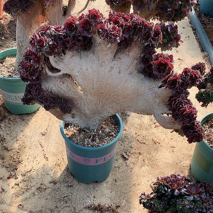 荷兰圆叶朵朵脱土发货