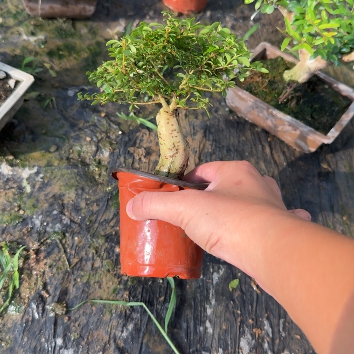 尛***坚无花朵哈哈非公经济