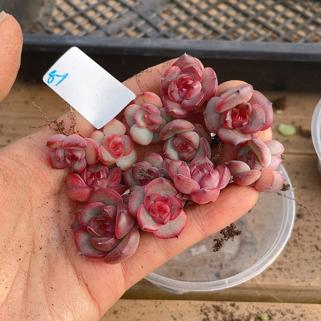 多肉植物多肉植物51