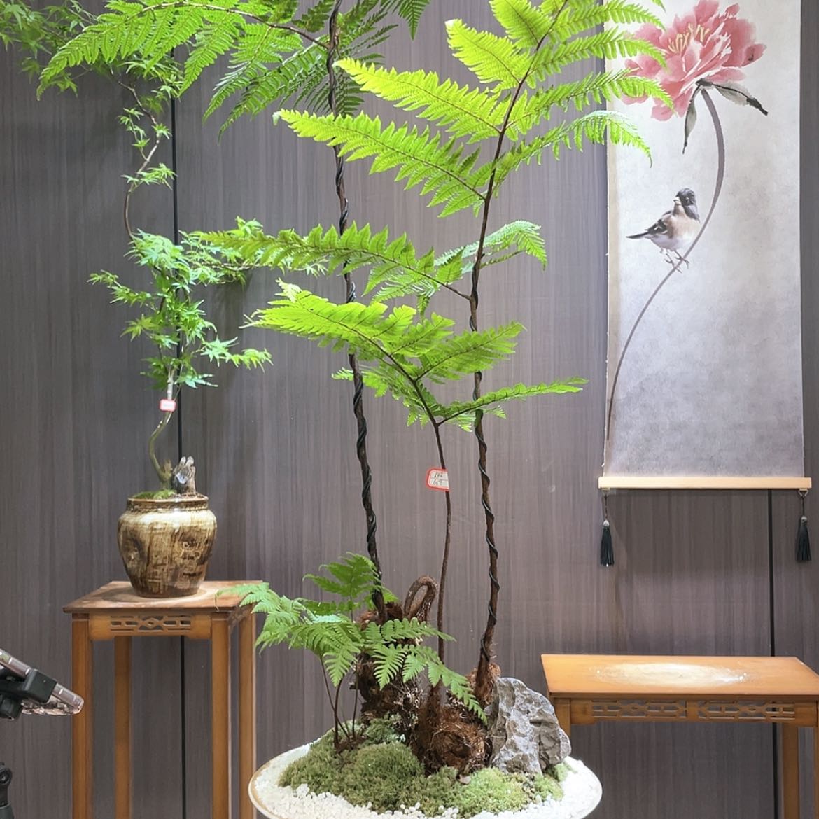 【闪购商品】青****云蕨