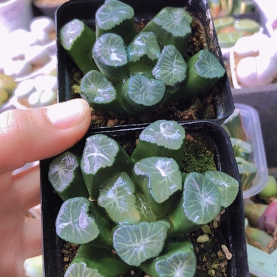 无花朵0762，两颗万象如图