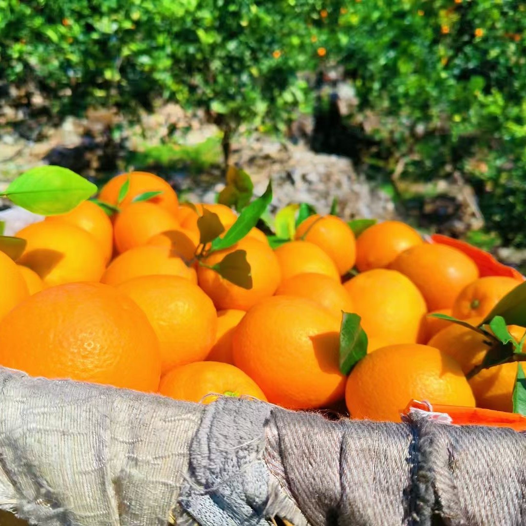 正宗四川雷波脐橙新鲜现摘多汁皮薄产地直发