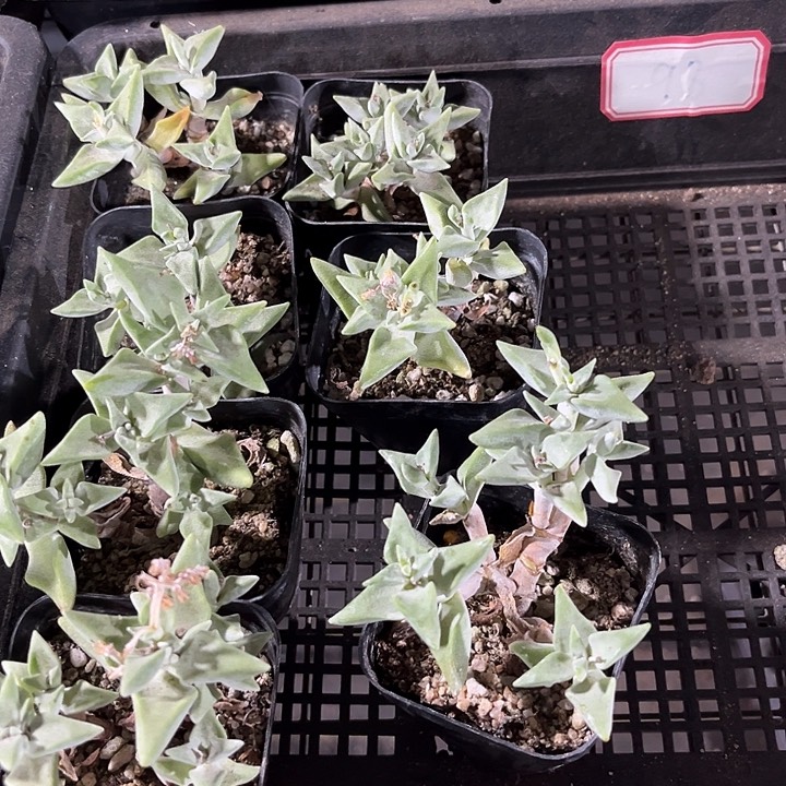 98号框一颗带盆土发货