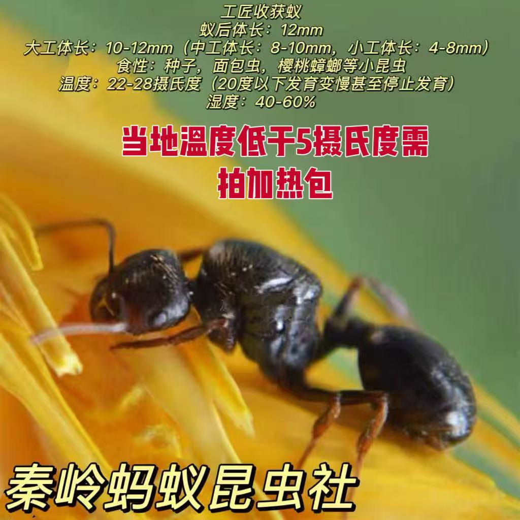 工匠收获蚁桌面宠物蚂蚁蚁后带工蚁观察饲养懒人宠物秦岭蚂蚁社
