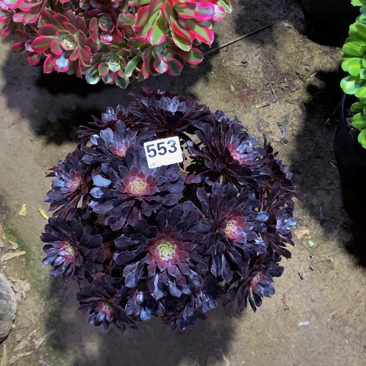 农***妹无花朵黑铜55300000000