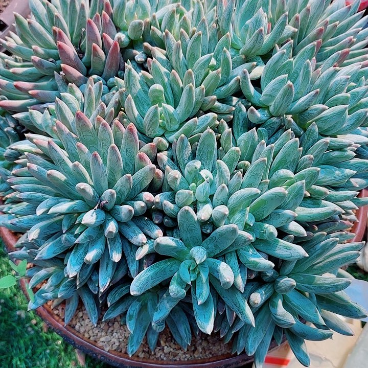 炫彩星大群老桩精品多肉一物一拍91号