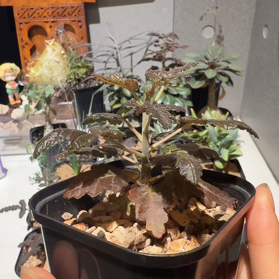 实生阿妹乳香橄榄一物一拍