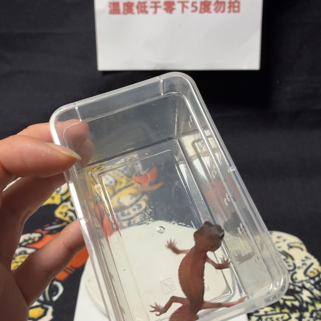 瘤尾守宫瘤尾守宫可爱入门