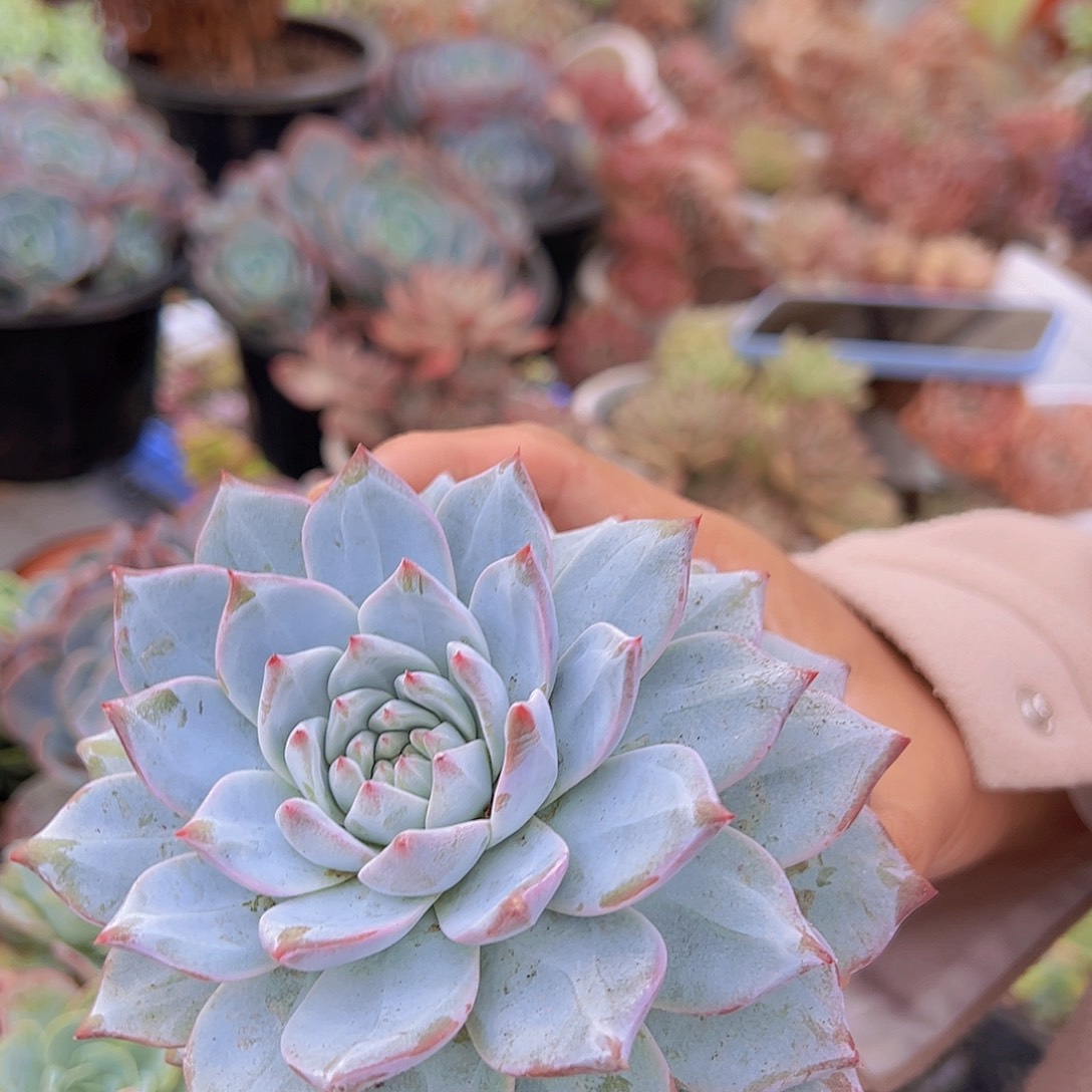 2盆粉蓝鸟 大单头