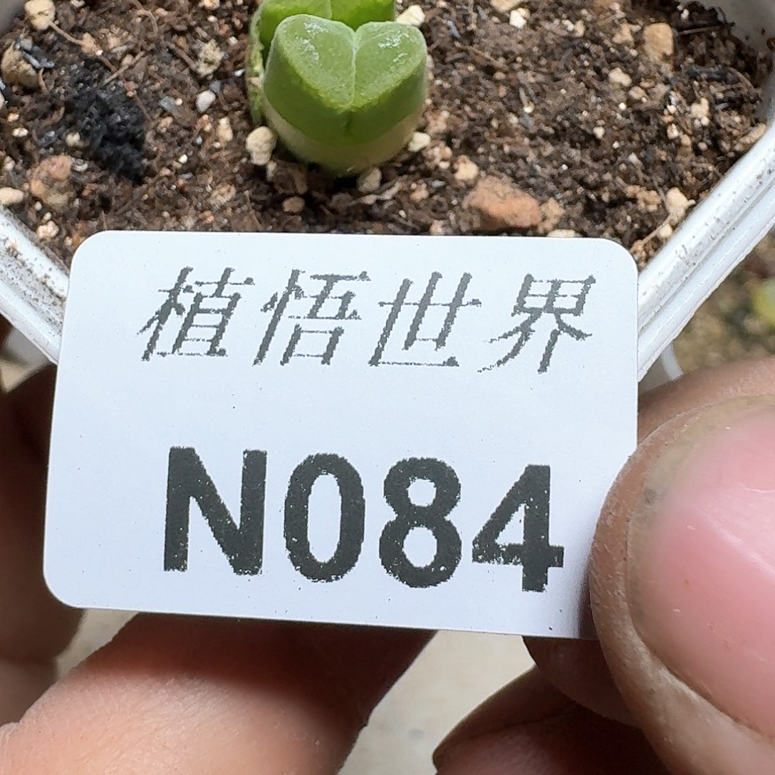 084号多肉植物哇d