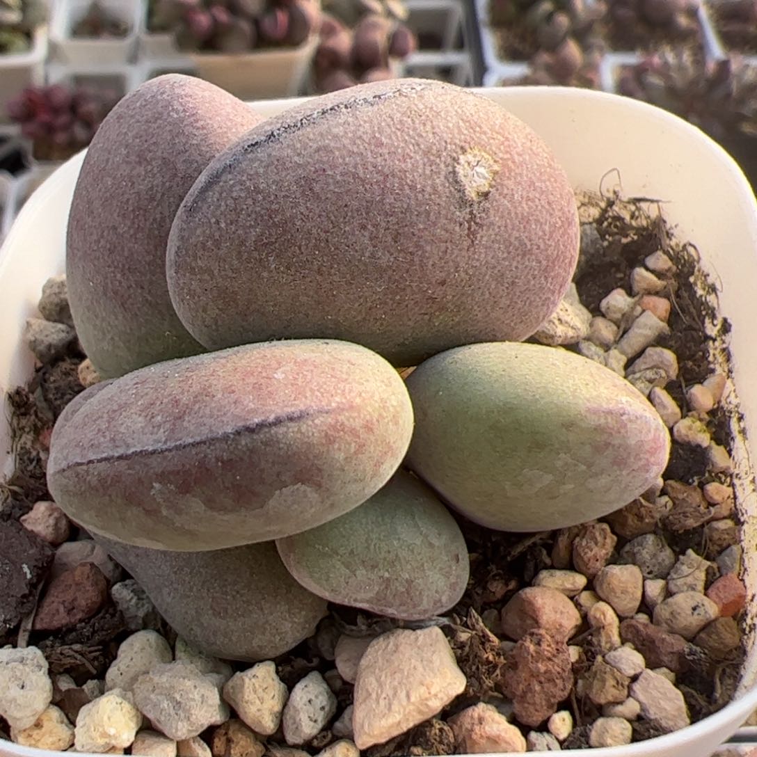 特价球球紫蛋老桩有疤多肉植物水泡