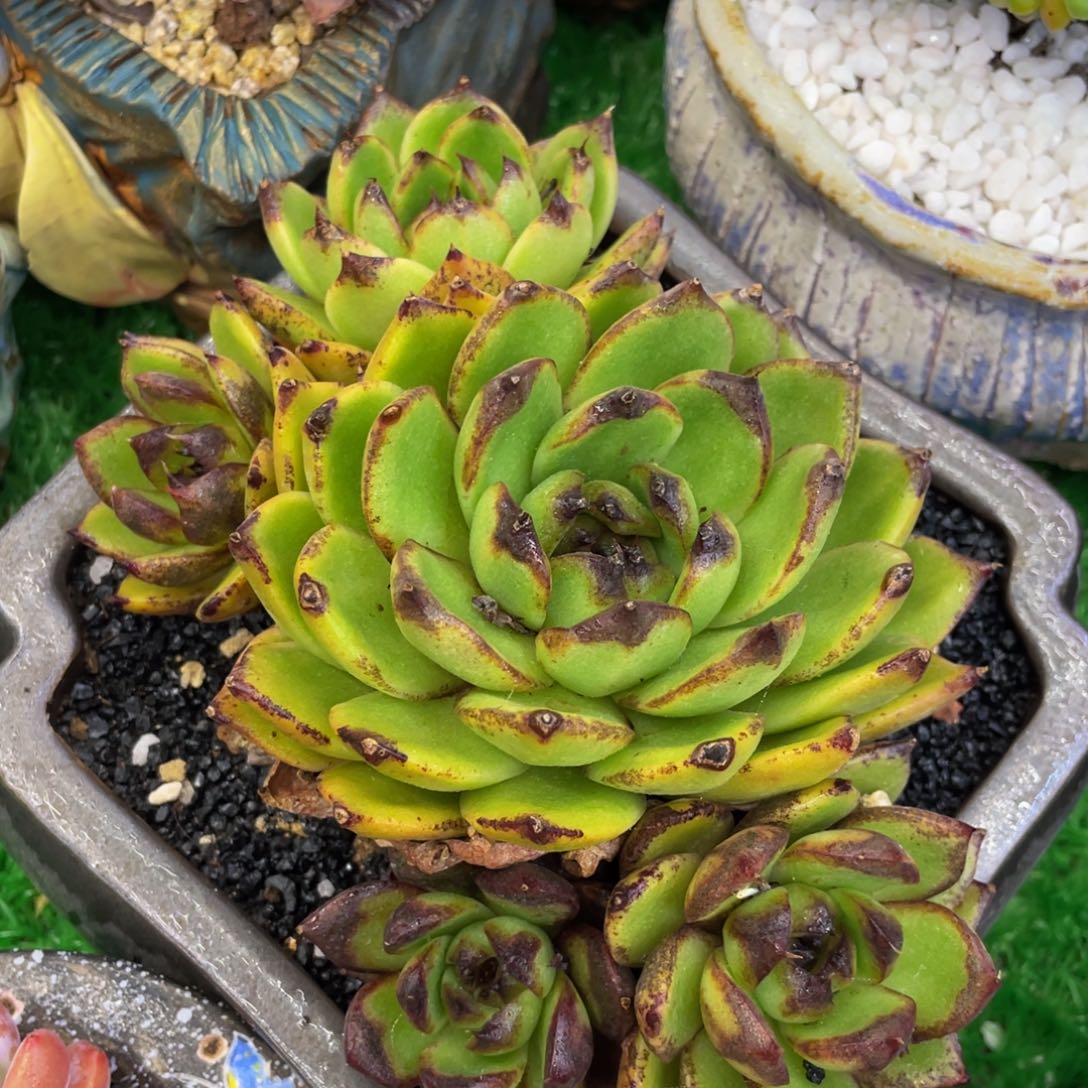多肉植物盆栽多肉