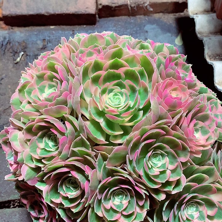 粉女郎，多肉植物