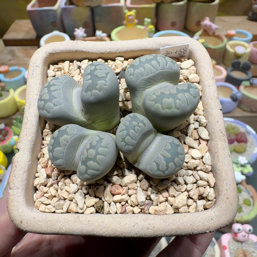 蘑菇1151大牙多肉植物
