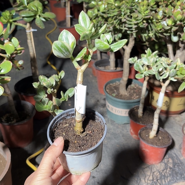 y***~当前无花栽培后可以开花三色花月9.9