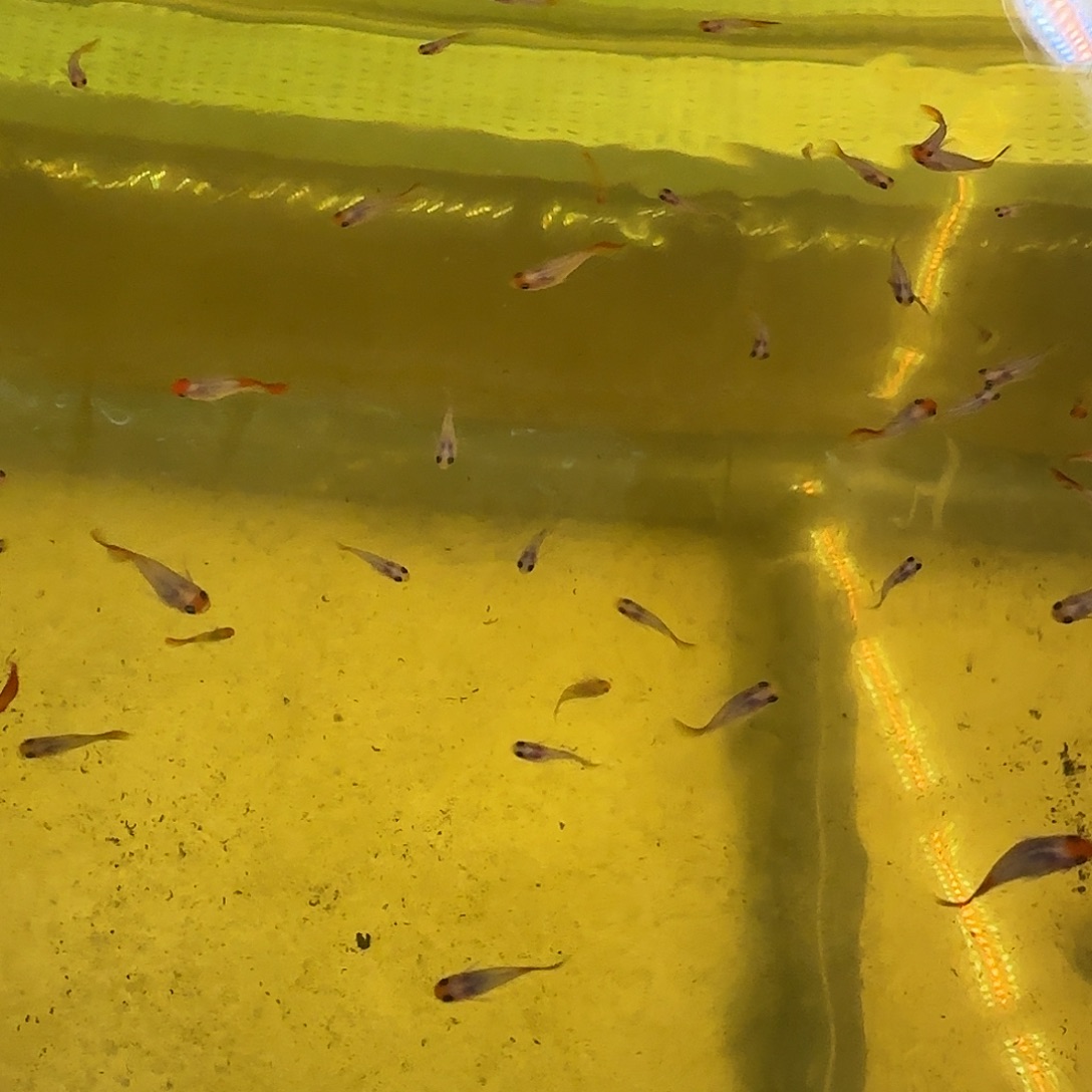 孔雀鱼福利红头缎带玻璃猫苗10条随机