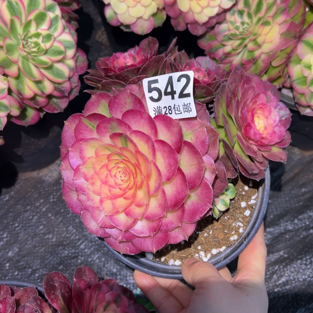 多肉植物542荔枝