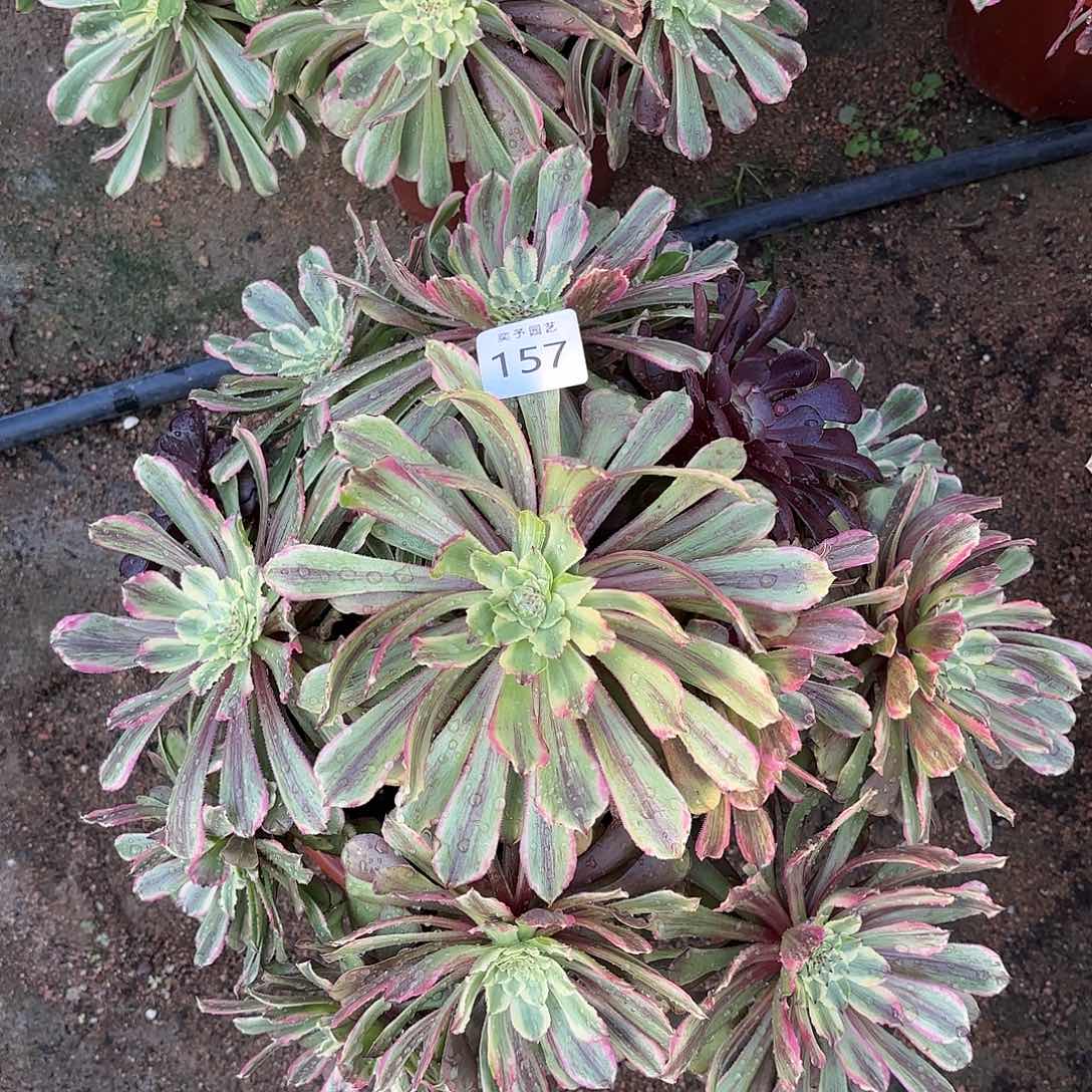 多肉法师花椒粉带157
