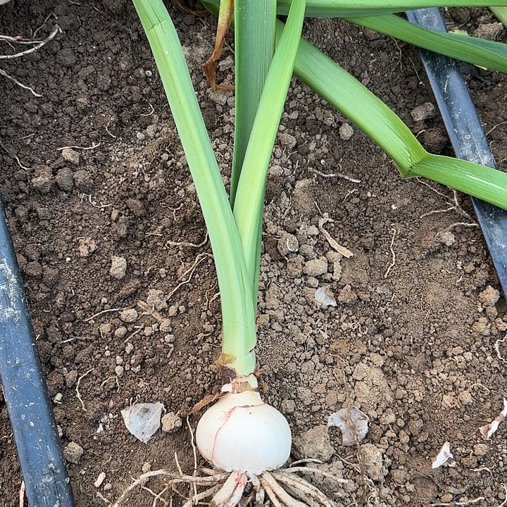 无花朵淘淘包对版五号