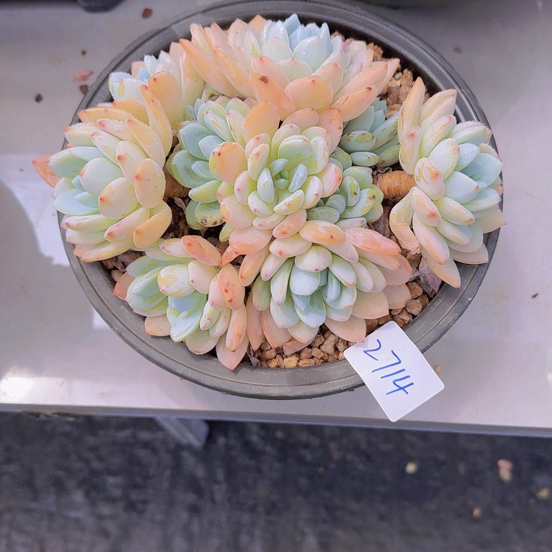 阿*2714冷香多肉植物