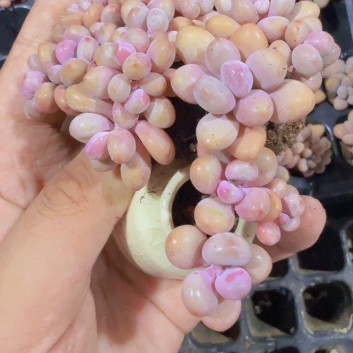 糖果桃蛋群五颗一组