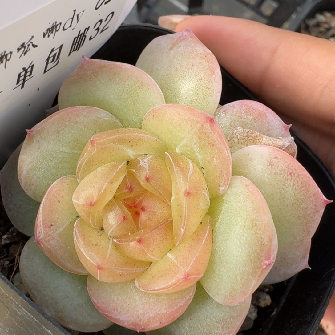 0305-032-芳草一九