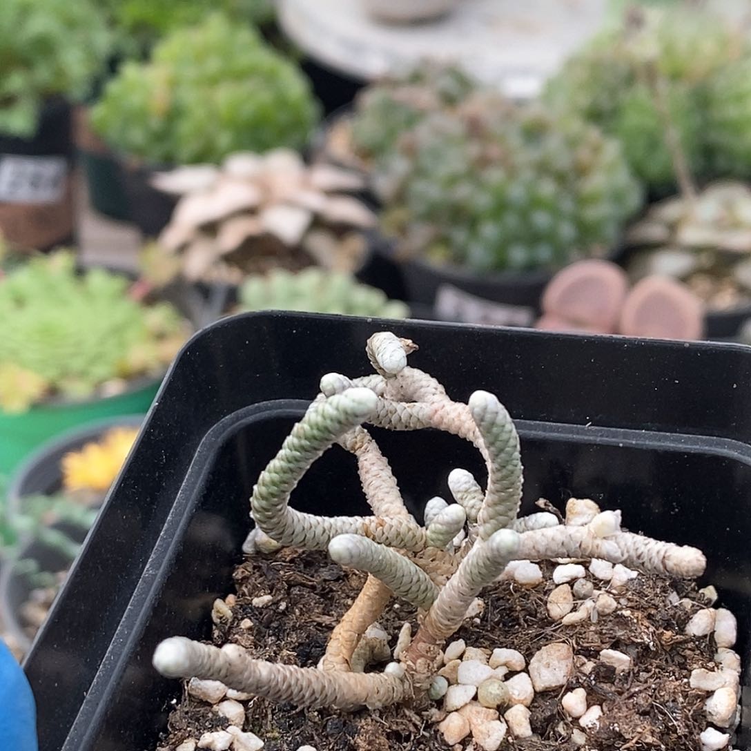 341 银蚕 带盆土