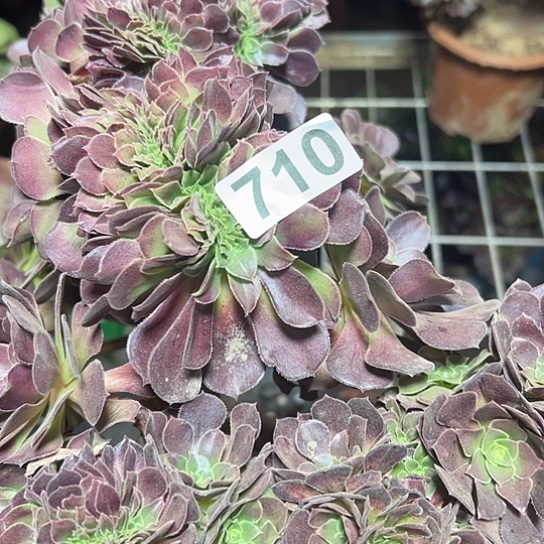 从***始多肉植物一个荷兰710