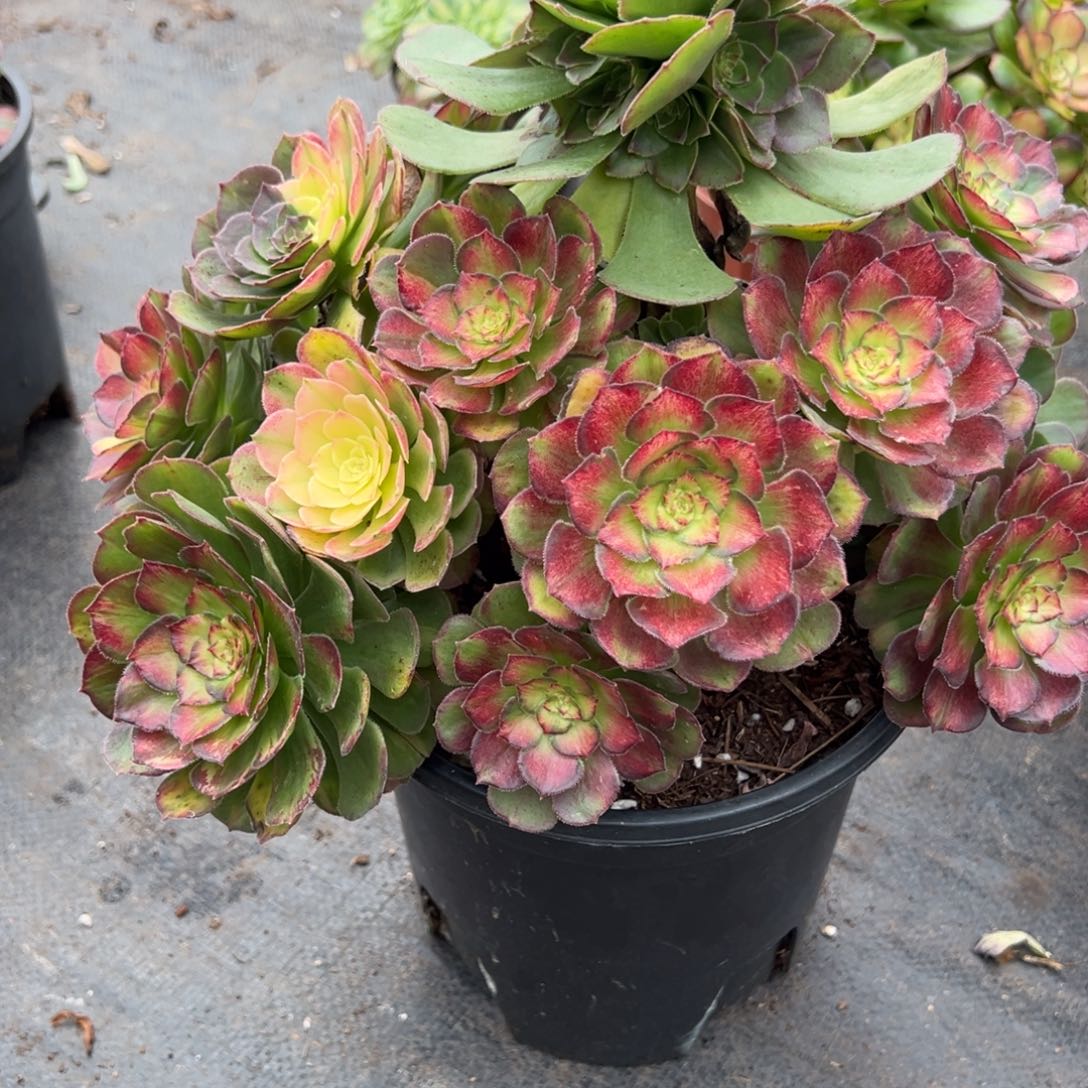 117海王七彩多肉一星期