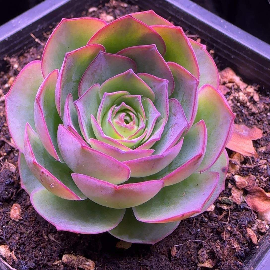 4厘米单头带2侧芽11313434343565