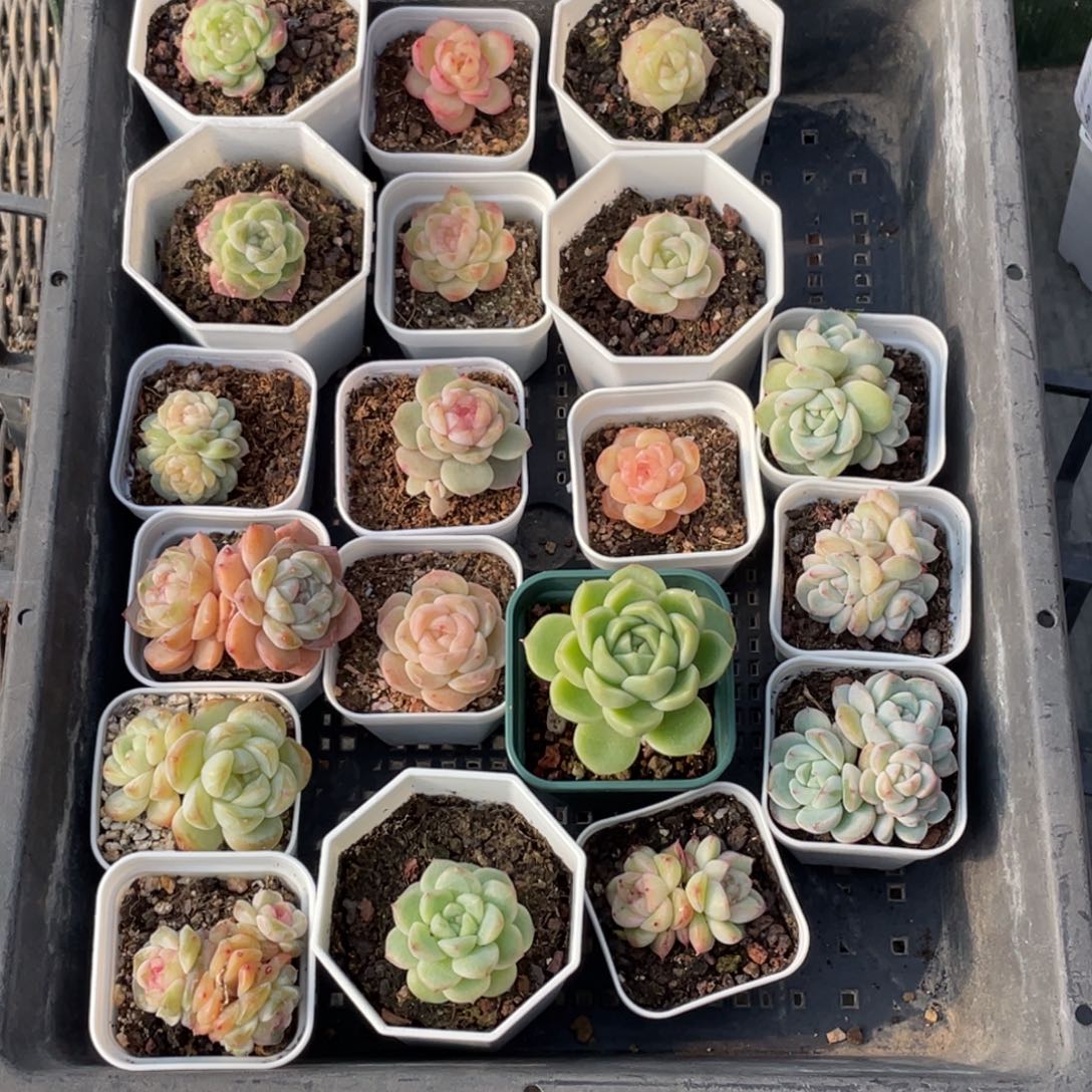 喵***喵89号糖心冰心珍妮19