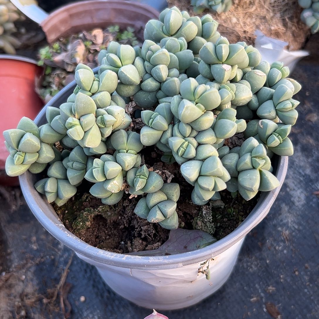 多肉植物鹿角海棠