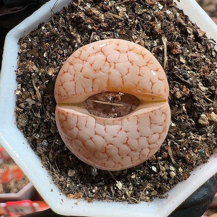 生石花11111111。   293