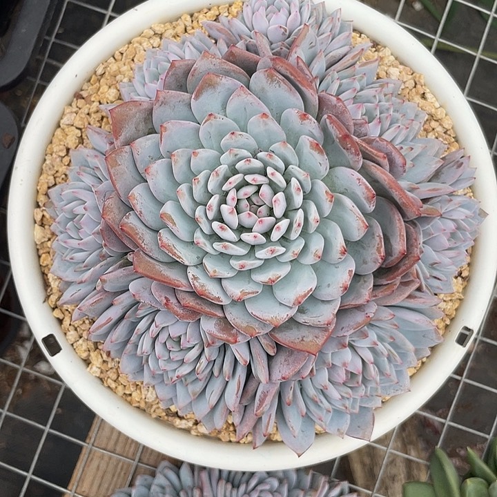 星星橙，完美手捧