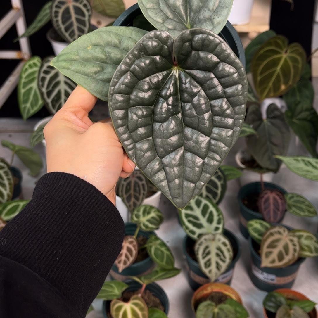 无花朵024 老版本奢华